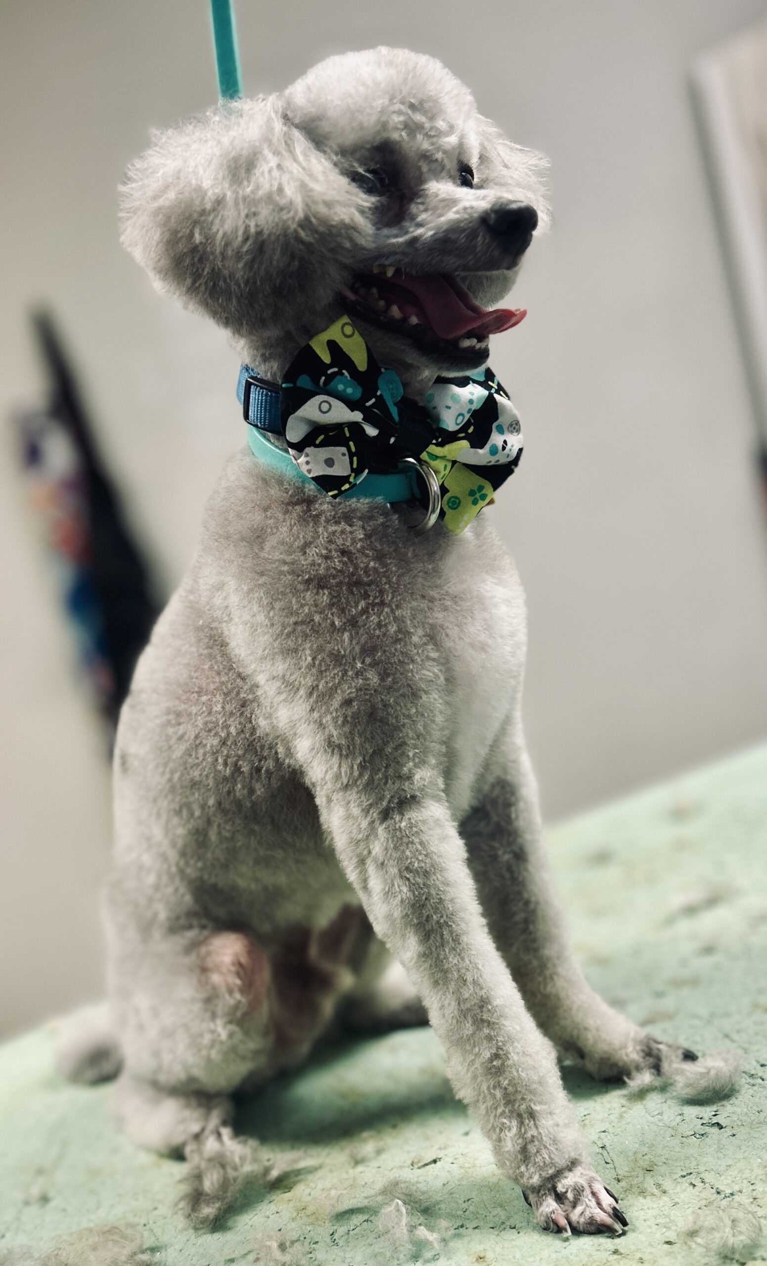 IMG_4928 dog groomer orangeburg sc-1