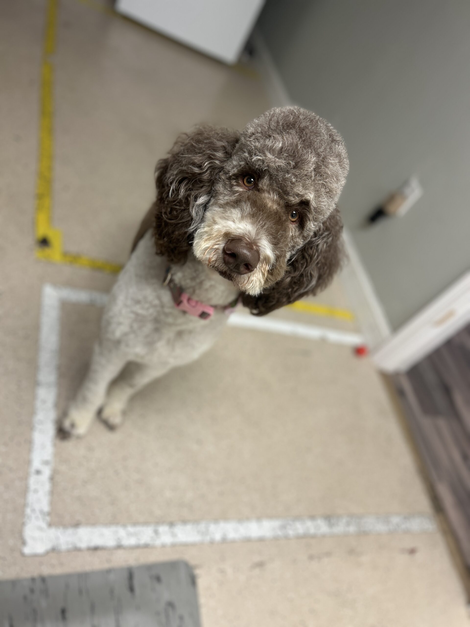 IMG_5006 best dog groomer in orangeburg sc
